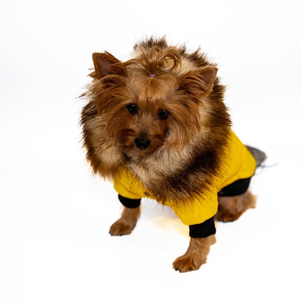 Dog Fur Jackets - Image 4