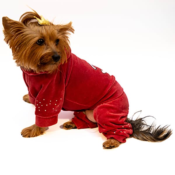 Cozy Dog Sweatshirt - Image 2
